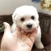 ビションフリーゼ