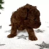 タイニープードル【愛知県・男の子・2025年7月7日・レッド】の写真4