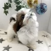 シーズー【愛知県・男の子・2025年3月1日・ホワイト&ゴールド】の写真6