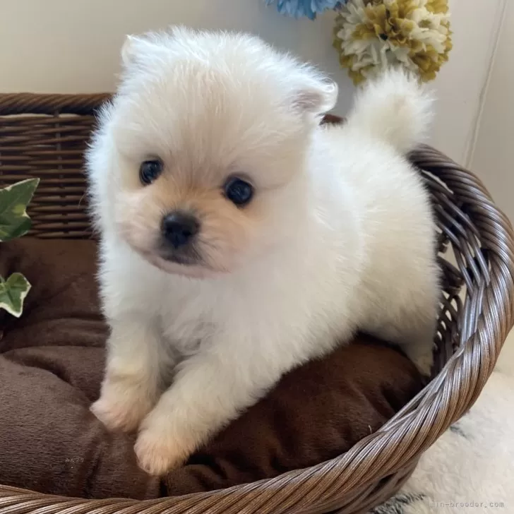 ID：2410-00741の子犬