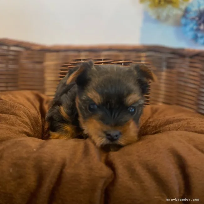 ID：2210-04503の子犬