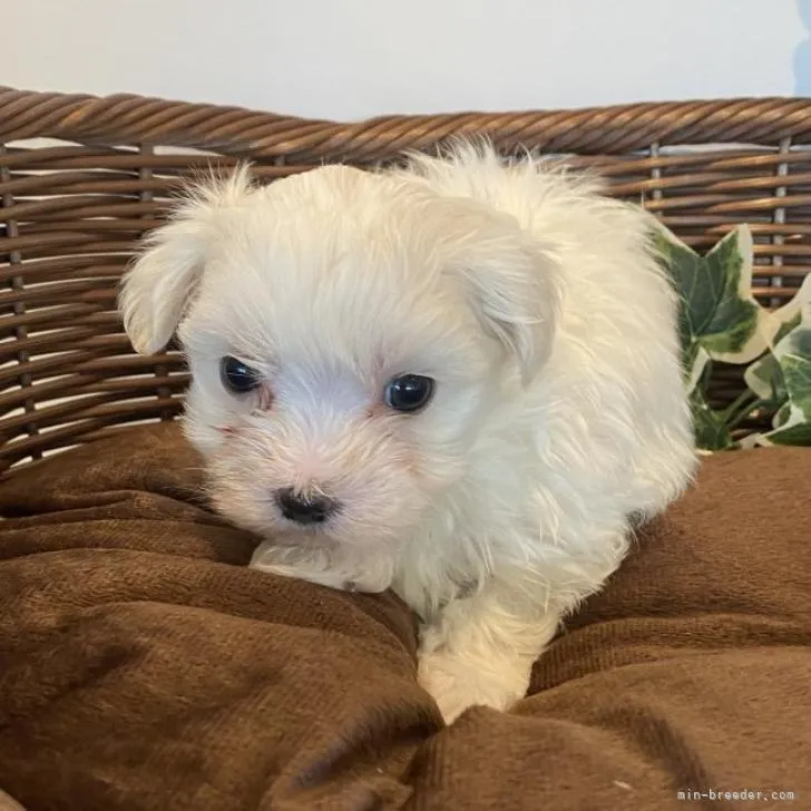 ID：2211-02769の子犬