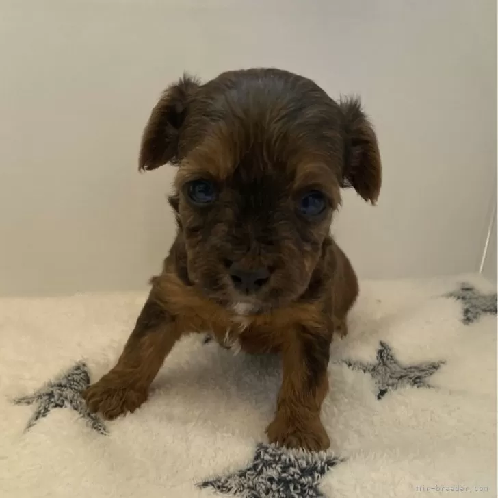 ID：2405-00981の子犬