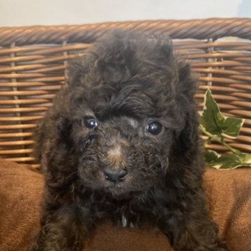 トイプードル(トイ)【愛知県・男の子・2023年2月2日・シルバー】の写真「元気いっぱいです‼️」