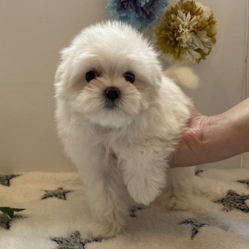 マルチーズ【愛知県・女の子・2024年8月4日・ホワイト】の写真「近日で掲載終了します😆本日の写真アップしました」