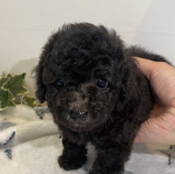 トイプードル(トイ)【愛知県・女の子・2023年8月2日・シルバー】の写真「元気にすくすく成長中💕」