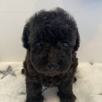 トイプードル(トイ)【愛知県・女の子・2023年8月2日・シルバー】の写真「元気いっぱいな女のコです💕
写真更新しました😆」