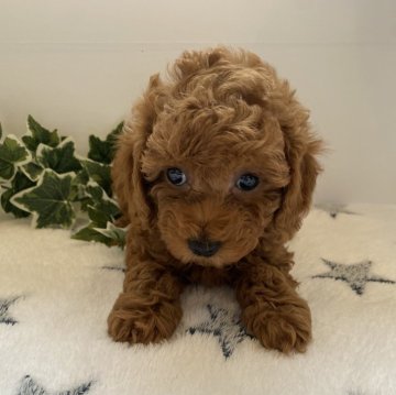 トイプードル(トイ)【愛知県・女の子・2024年4月15日・レッド】の写真「元気いっぱいの女のコです😆写真更新しました」