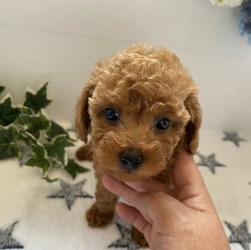 トイプードル(トイ)【愛知県・女の子・2024年4月15日・レッド】の写真「元気いっぱいの女のコ😊写真更新しました」