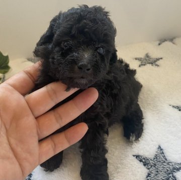 トイプードル(トイ)【愛知県・女の子・2024年6月6日・シルバー】の写真「とても元気な女のコです😆」