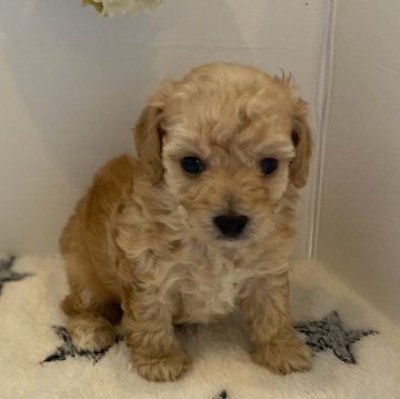 トイプードル(トイ)【愛知県・男の子・2023年10月23日・アプリコット】の写真「アプリコットカラーの男のコです‼️写真更新しました」