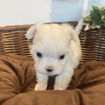 マルチーズ【愛知県・女の子・2022年10月3日・ホワイト】の写真「可愛さ満点💕」