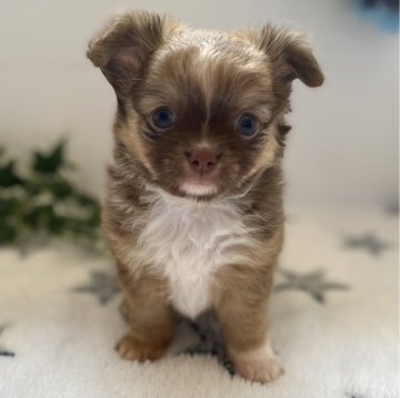 チワワ(ロング)【愛知県・男の子・2024年4月17日・チョコフォーン&ホワイト】の写真「6月19日で掲載終了します。」