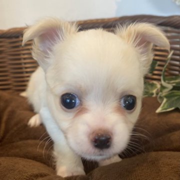 チワワ(ロング)【愛知県・女の子・2023年2月10日・クリーム&ホワイト】の写真「元気いっぱいですくすく成長中です‼️」
