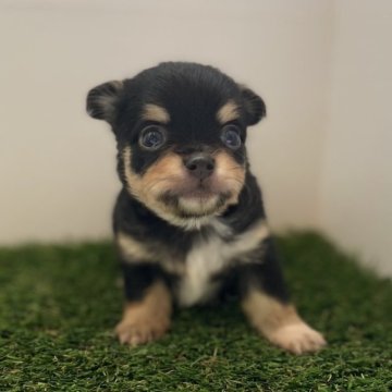 チワワ(ロング)【愛知県・男の子・2023年4月11日・ブラックタン&ホワイト】の写真「お母さん似のかわいい男のコです😆😆」