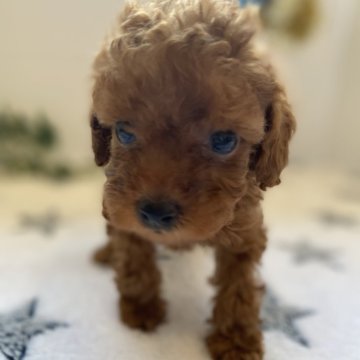 トイプードル(トイ)【愛知県・男の子・2024年8月19日・レッド】の写真「4人兄弟姉妹の男のコです😊」