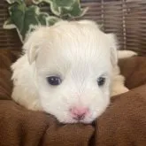 マルチーズ【愛知県・男の子・2023年4月4日・ホワイト】の写真4「2023年5月9日撮影」