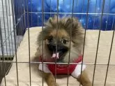 ポメラニアン【埼玉県・男の子・2025年6月15日・オレンジセーブル】の写真9