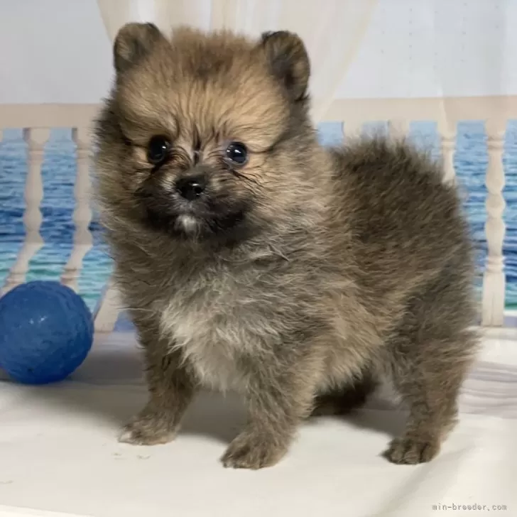 ID：2506-03925の子犬