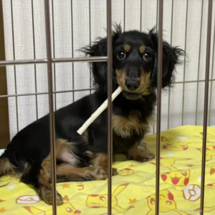 ID：2408-05692の子犬