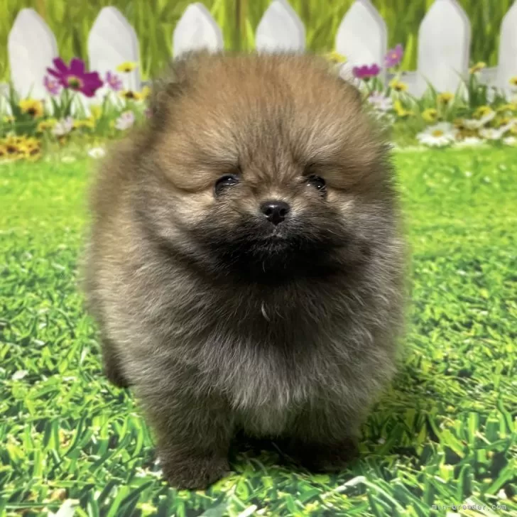 ID:2412-07058の子犬