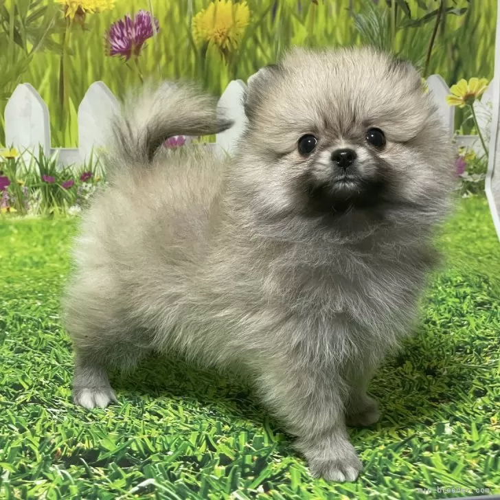 ID：2412-06757の子犬