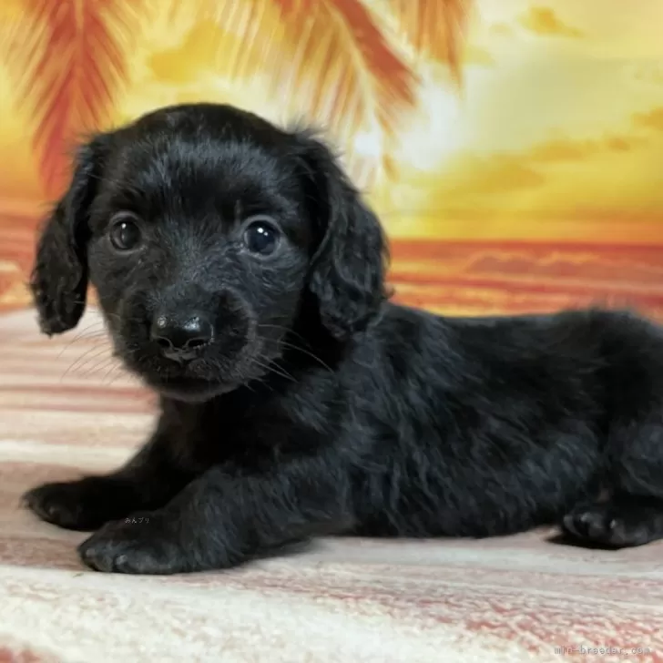 ID：2508-05862の子犬