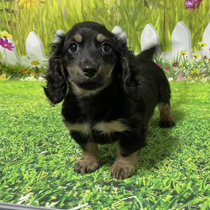 ID:2411-06152の子犬