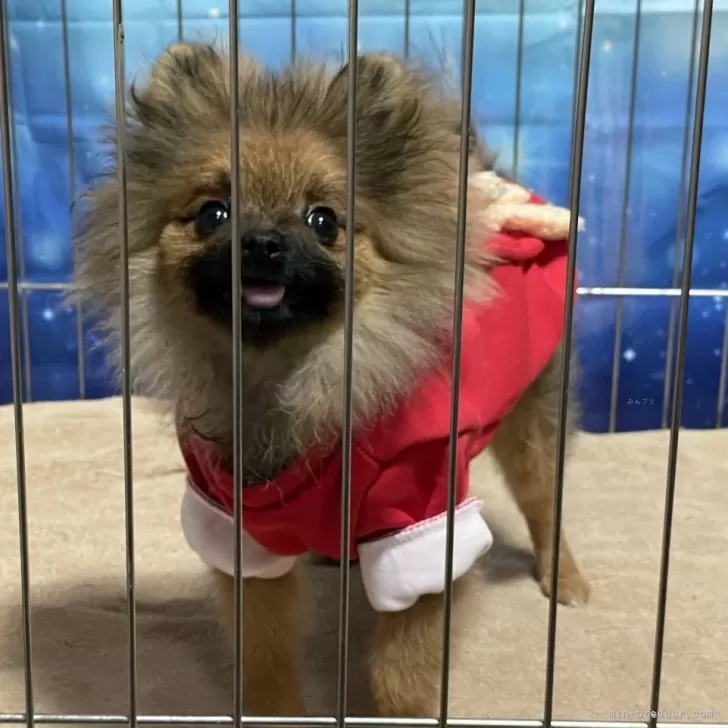 ポメラニアン【埼玉県・男の子・2025年6月15日・オレンジセーブル】の写真1