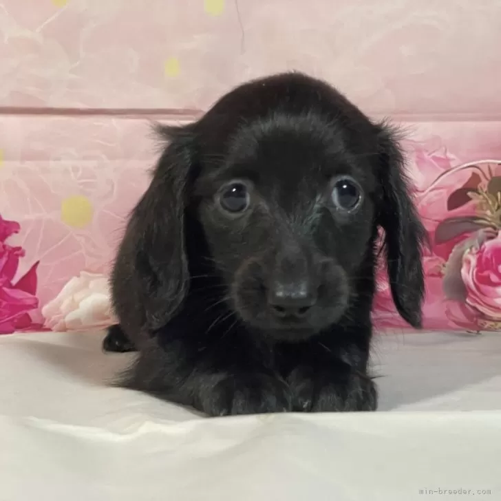 S.O 様のお迎えした子犬