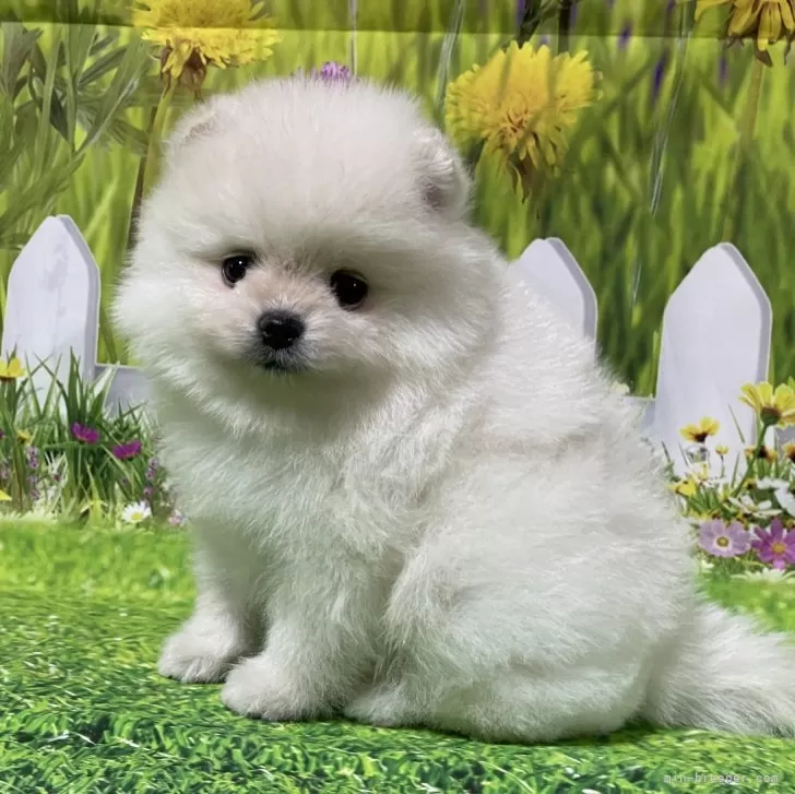 ID:2412-06755の子犬