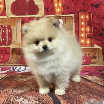 ポメラニアン【埼玉県・男の子・2025年9月22日・クリーム】の写真「★黄金色の童顔タイプ❣️★」