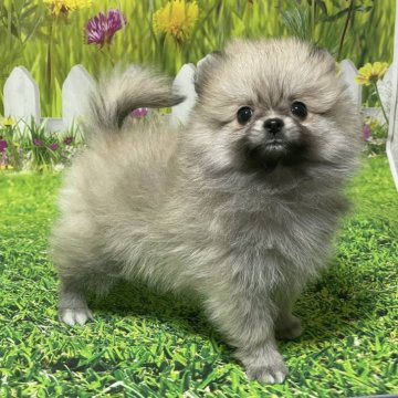 ポメラニアン【埼玉県・女の子・2024年11月20日・クリームセーブル】の写真「★差し毛は無くなるよぉ〜！可愛い子★」