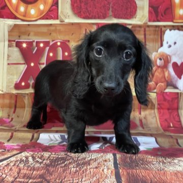 ミニチュアダックスフンド(ロング)【埼玉県・女の子・2025年7月23日・ブラックソリッド】の写真「★艶々黒光❣️父カニのミニカニ★」