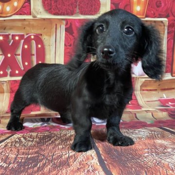 ミニチュアダックスフンド(ロング)【埼玉県・女の子・2025年8月3日・ブラックソリッド】の写真「★父カニのブラソリ！ブラソリの女の子★」