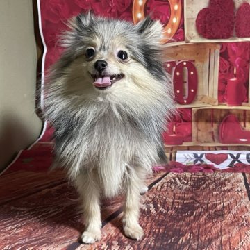 ポメラニアン【埼玉県・女の子・2025年4月12日・ブルーマール&タン】の写真「★小さ過ぎ❣️レアカラー★」