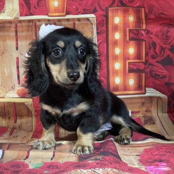 ミニチュアダックスフンド(ロング)【埼玉県・男の子・2025年8月22日・ブラックタン】の写真「★父カニのブラソリ！小ぶりだよ★」