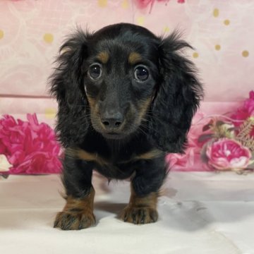 ミニチュアダックスフンド(ロング)【埼玉県・男の子・2025年8月3日・ブラックタン】の写真「★父カニのブラソリ！★」