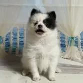 ポメラニアン