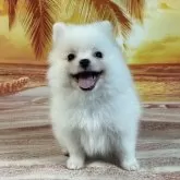 ポメラニアン