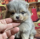ポメラニアン