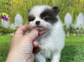 ポメラニアン