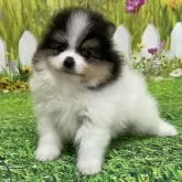 ポメラニアン【埼玉県・男の子・2024年11月23日・ホワイト・ブラック&タン】の写真1