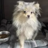ポメラニアン【埼玉県・女の子・2025年4月12日・ブルーマール&タン】の写真6