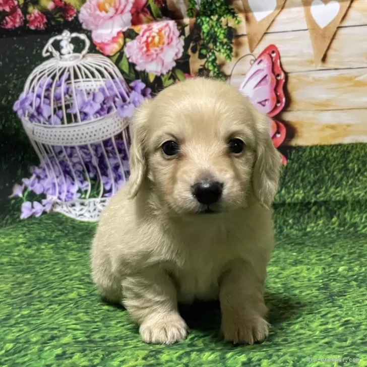 ID:2403-04643の子犬