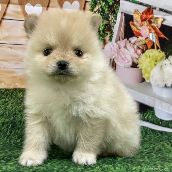 ID:2403-02097の子犬