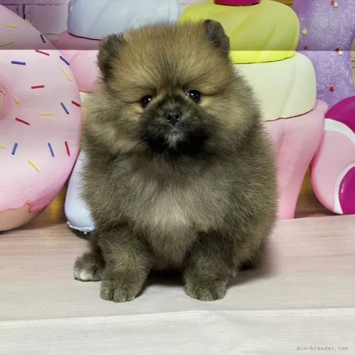 ID:2406-03616の子犬