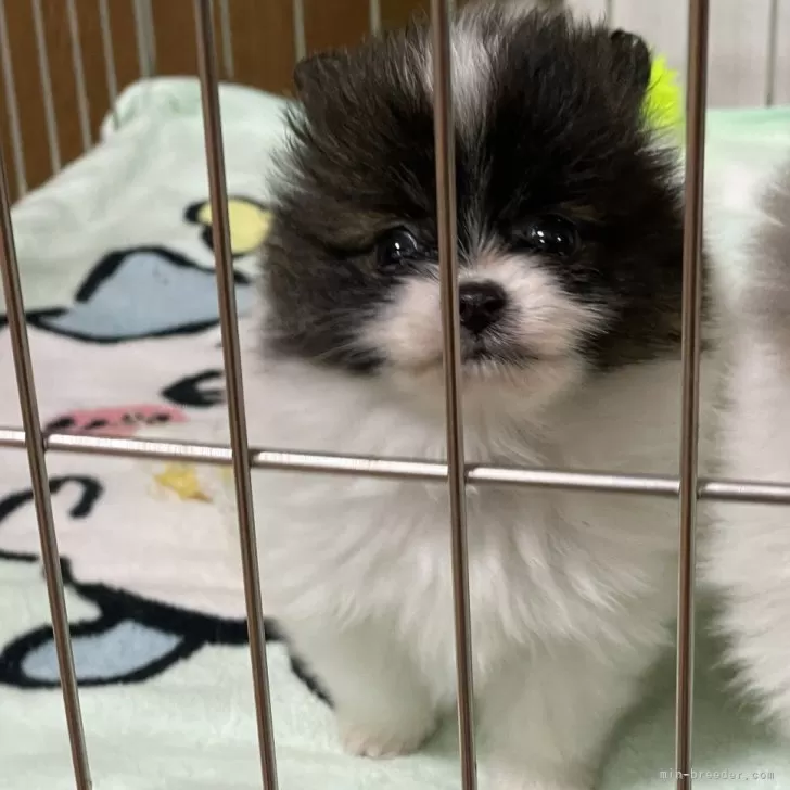 ID：2404-01585の子犬