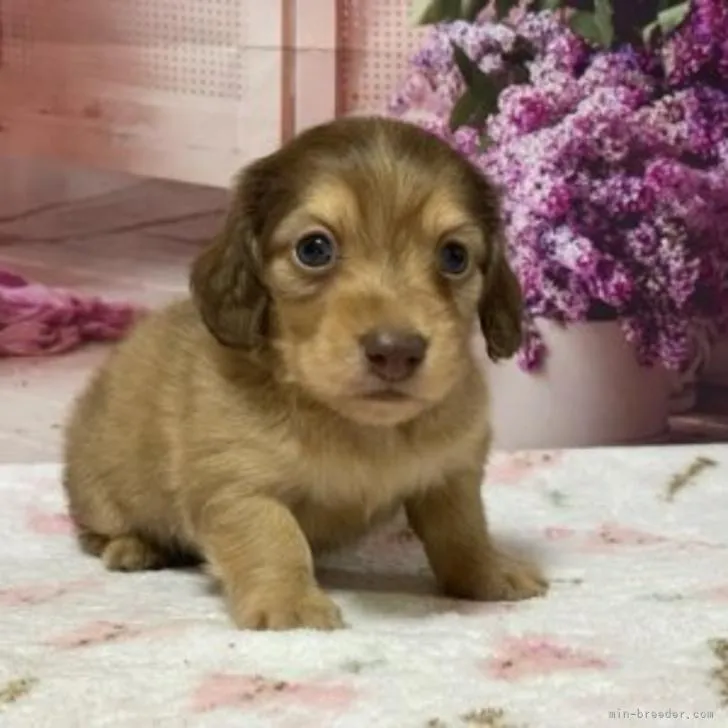 ID:2209-01738の子犬