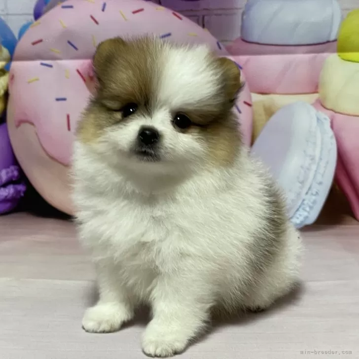 ID：2406-05456の子犬